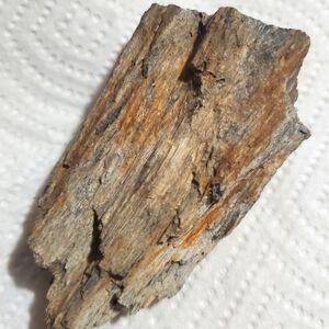 Petrified Wood from Eastern Oregon